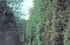 Gödöllői Arborétum