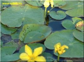 Tisza-tavi Madárrezervátum TT – 3. kép