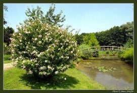 Arborétum – 2. kép