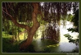 Arborétum – 5. kép
