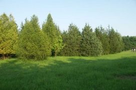 Erdőspuszták – 2. kép
