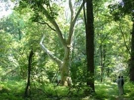 Zichy-kúria parkja