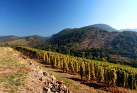 Tokaj-hegyaljai borvidék – 2. kép