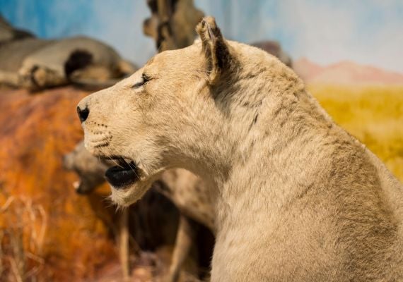 Afrikárium-Ahol Magyarország és Afrika Összeér