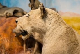 Afrikárium-Ahol Magyarország és Afrika Összeér