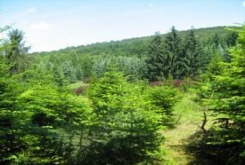 Agostyáni Arborétum – 5. kép