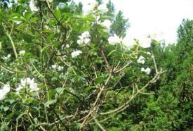 Agostyáni Arborétum – 4. kép