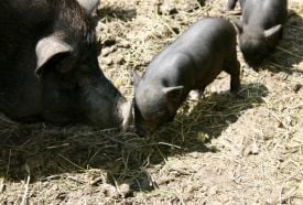 Agostyáni Ökofalu – 5. kép