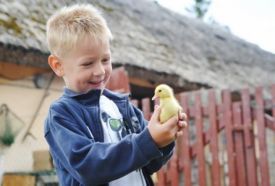 Livi állatfarmja – 4. kép