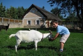 Livi állatfarmja – 5. kép