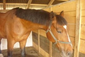 Bíbor Horse Lovasklub