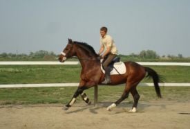 Bíbor Horse Lovasklub – 2. kép