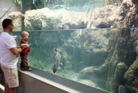 Bodorka Balaton Aquarium – 3. kép