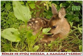 Budakeszi Vadaspark – 5. kép