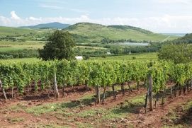 Dobogó Pincészet Tokaj – 3. kép