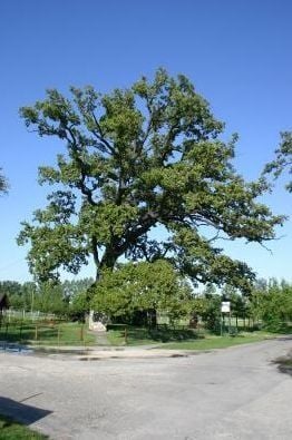 Petőfi-fa