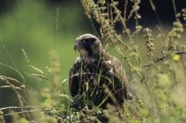 Duna-Ipoly Nemzeti Park – 2. kép