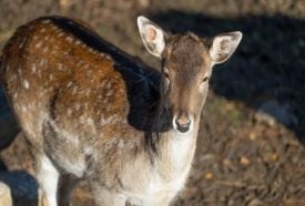 Erdő Háza Ökoturisztikai Látogatóközpont és Vadaspark – 4. kép