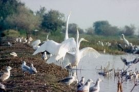 Fertő/Neusiedlersee kultúrtáj (2001) – 2. kép
