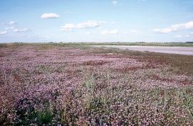 Fertő/Neusiedlersee kultúrtáj (2001) – 3. kép