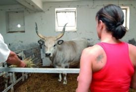 Garabonciás 7 Vezér Történelmi Kalandfarm – 4. kép