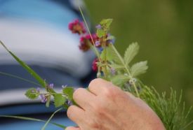 Gyógynövény-völgy Oktató és Látogatóközpont – 3. kép