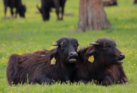 Kápolnapusztai Bivalyrezervátum, Kis-Balaton – 2. kép