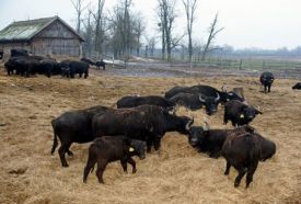 Kápolnapusztai Bivalyrezervátum, Kis-Balaton – 4. kép