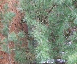 Desedai Parkerdő és Arborétum – 4. kép