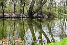 Károlyi-kastély parkja – 4. kép