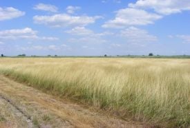 Kecskeri - Puszta Természetvédelmi Terület – 5. kép