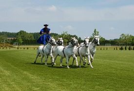 Kincsem Lovaspark – 3. kép