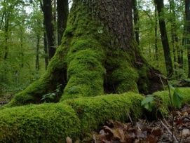 Őrségi Nemzeti Park – 2. kép