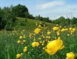Őrségi Nemzeti Park – 3. kép