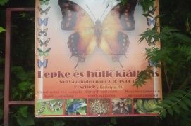 Lepke- és egzotikus hüllőkiállítás – 2. kép