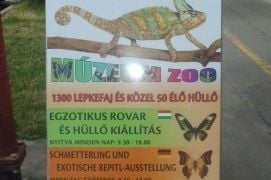 Lepke- és egzotikus hüllőkiállítás