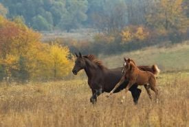 Lipicai Lótörténeti Kiállítás – 2. kép
