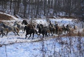 Lipicai Lótörténeti Kiállítás – 3. kép