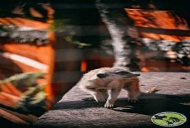 Mini ZOO Komló – 4. kép