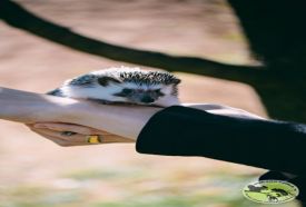 Mini ZOO Komló – 3. kép