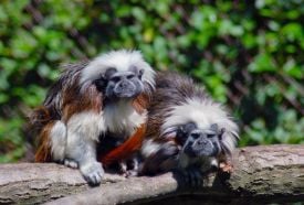 Miskolci Állatkert és Kultúrpark – 2. kép
