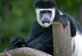 Miskolci Állatkert és Kultúrpark – 3. kép