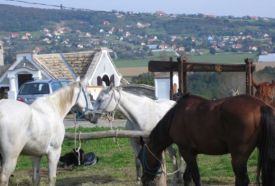 Római Pince Étterem – 5. kép