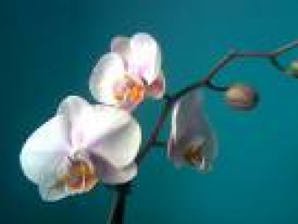 Caffé Orchidea