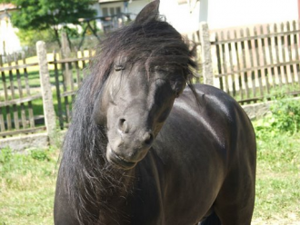 The Little Horse Valley – 4. kép