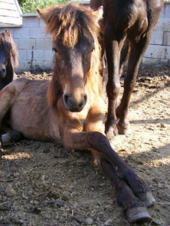 The Little Horse Valley – 5. kép