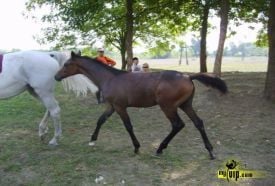 Silver Lovas Egyesület – 2. kép