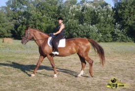 Silver Lovas Egyesület – 3. kép
