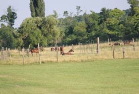 Magyar Polo Club – 2. kép