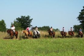 Bella Puszta Lovas Udvar, Siófok – 2. kép